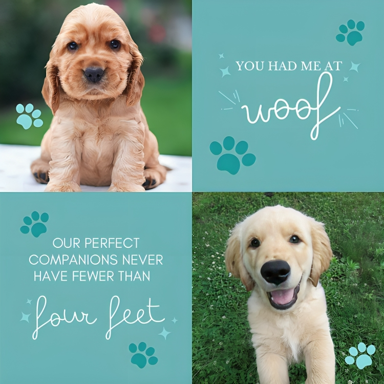 Pet Adoption Branding